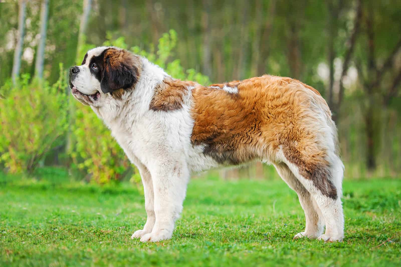 perro san bernardo de pie en el césped