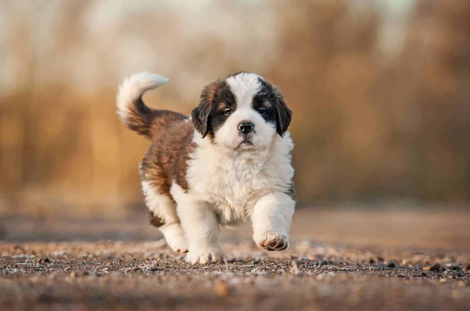 Cachorro de San Bernardo