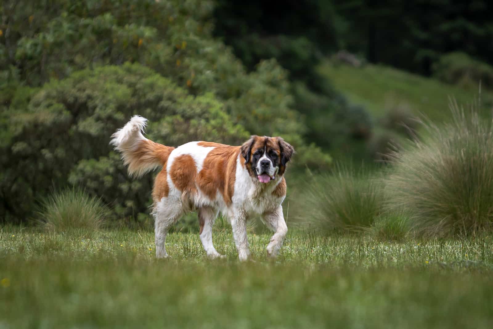 perro de raza pura san bernardo con vegetación natural detrás