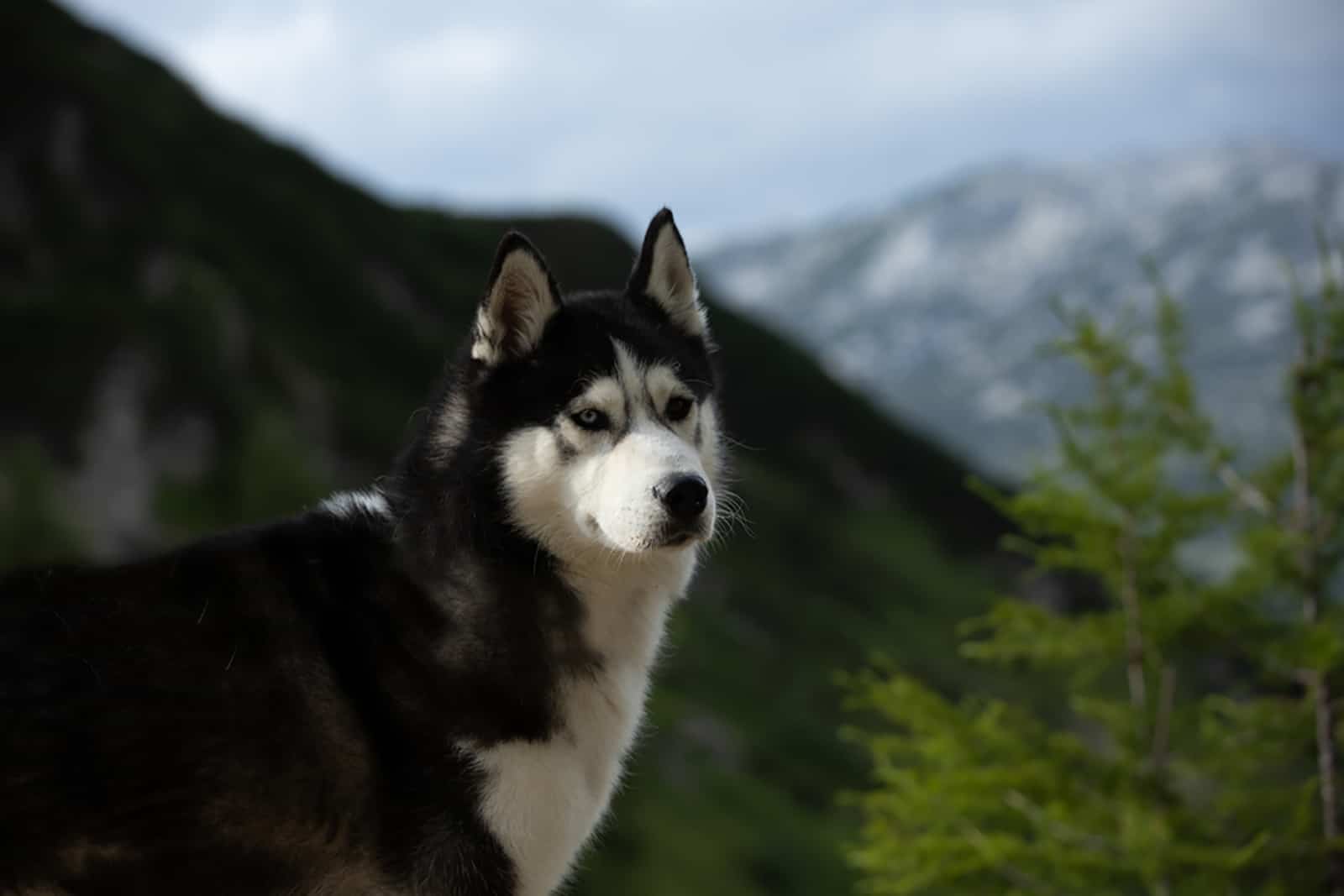 Husky de Sajalín en la naturaleza