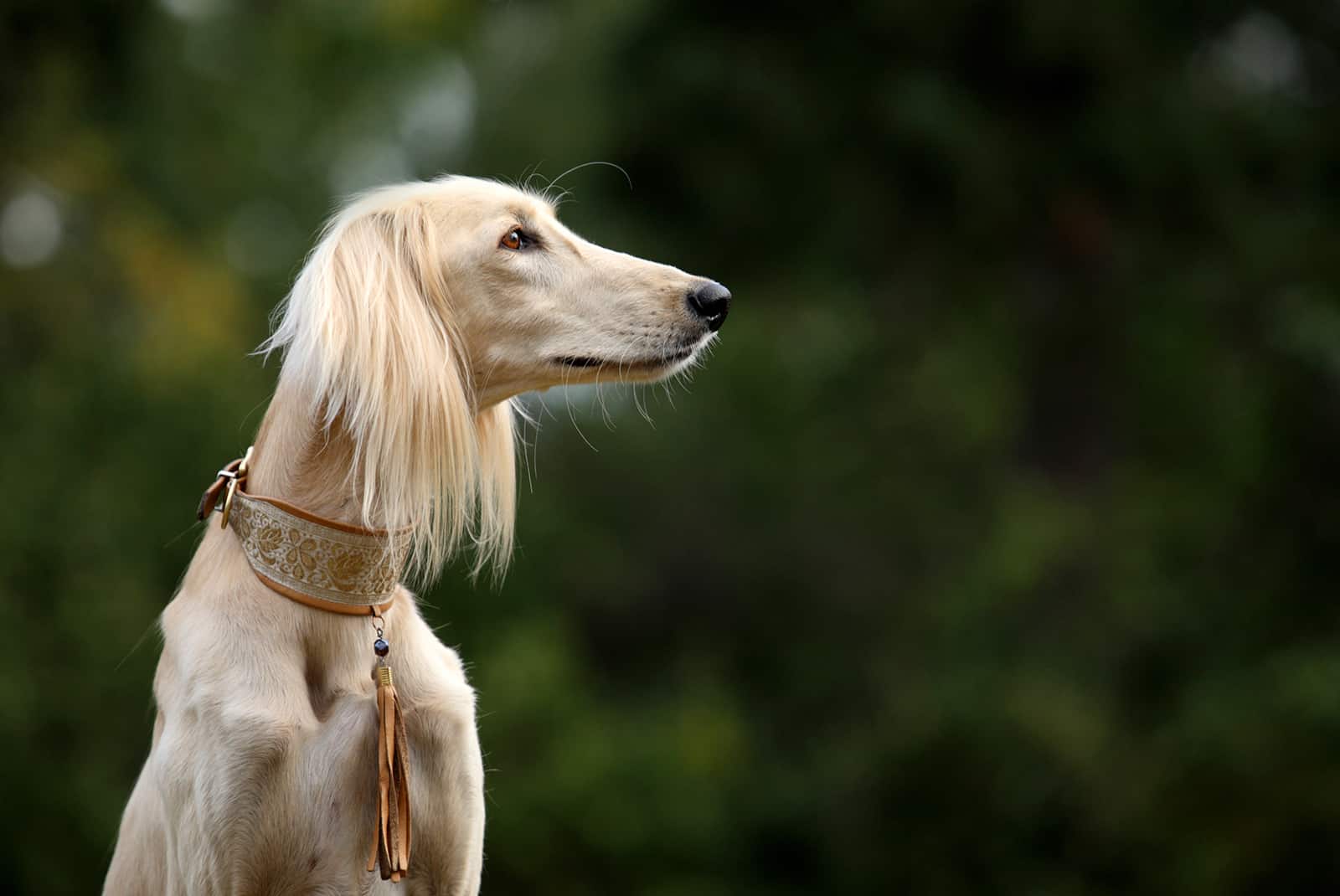 perro saluki en la naturaleza