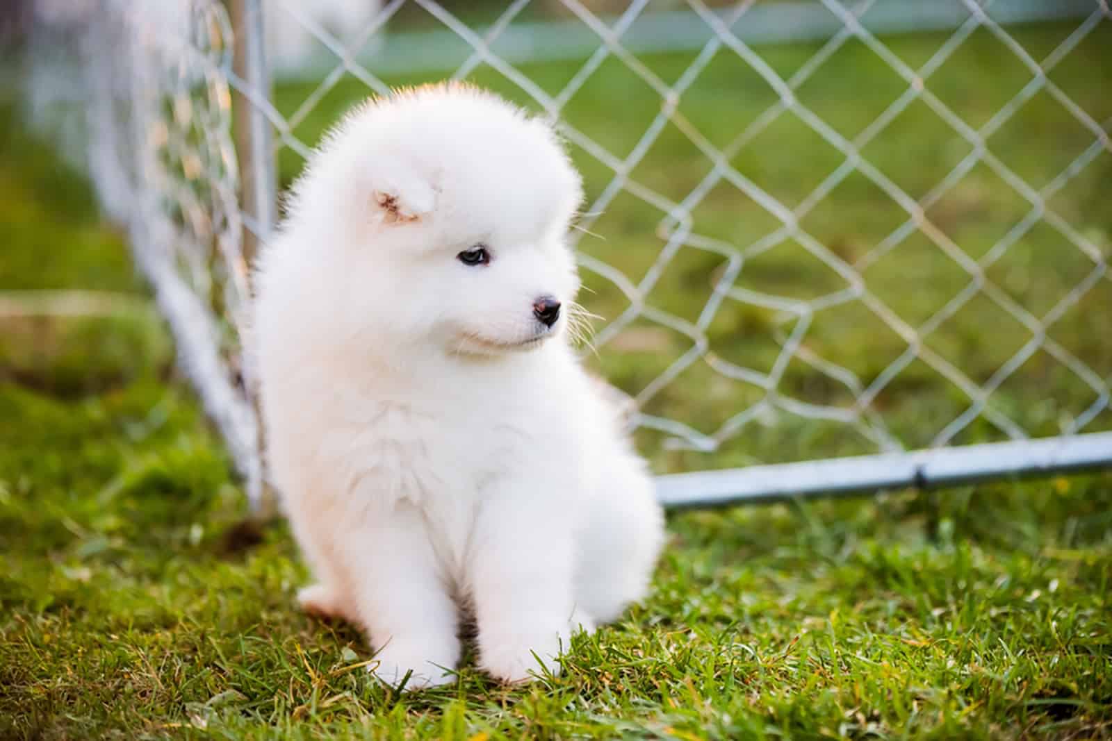 cachorro samoyedo sentado en el césped