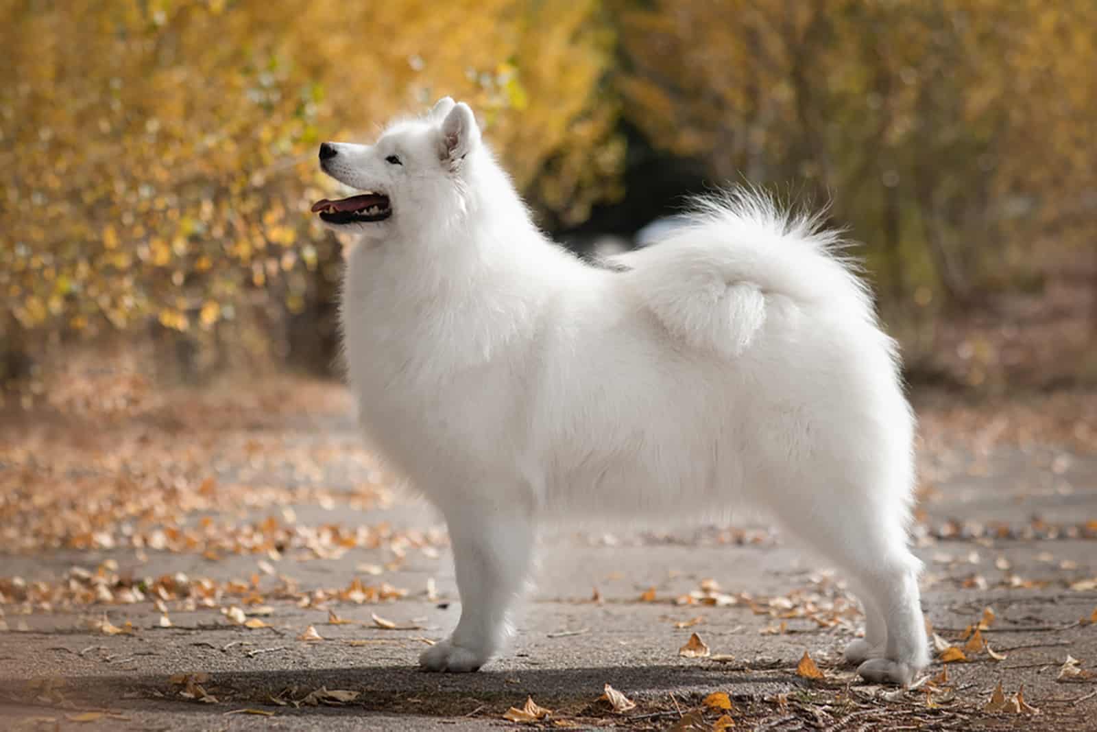 Perro Samoyedo en la naturaleza