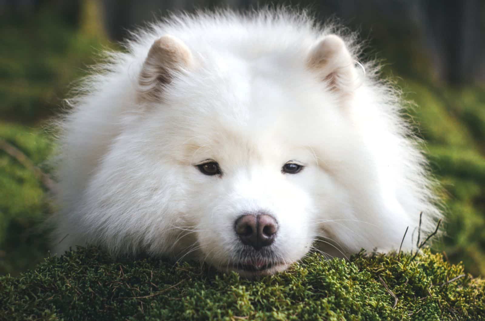 perro samoyedo en la naturaleza