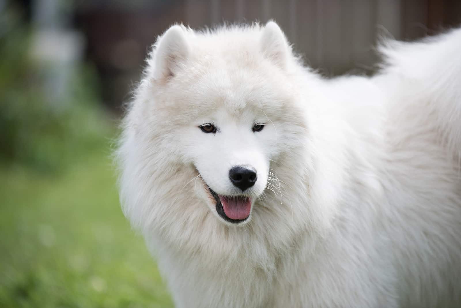 perro samoyedo en la naturaleza