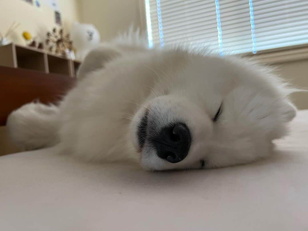 samoyedo durmiendo