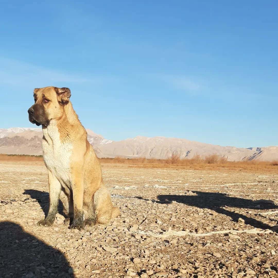 perro sarabi de pie solo