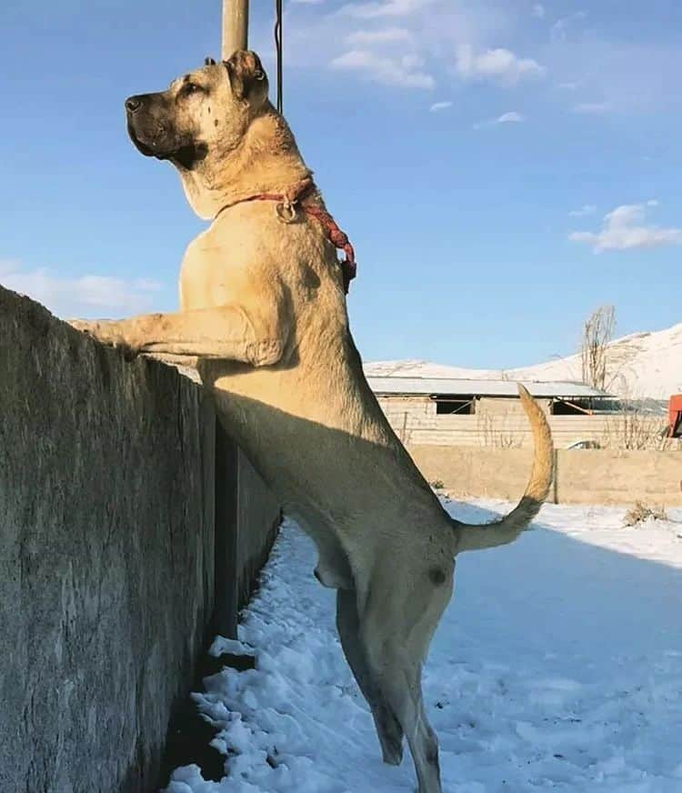 perro sarabi de pie