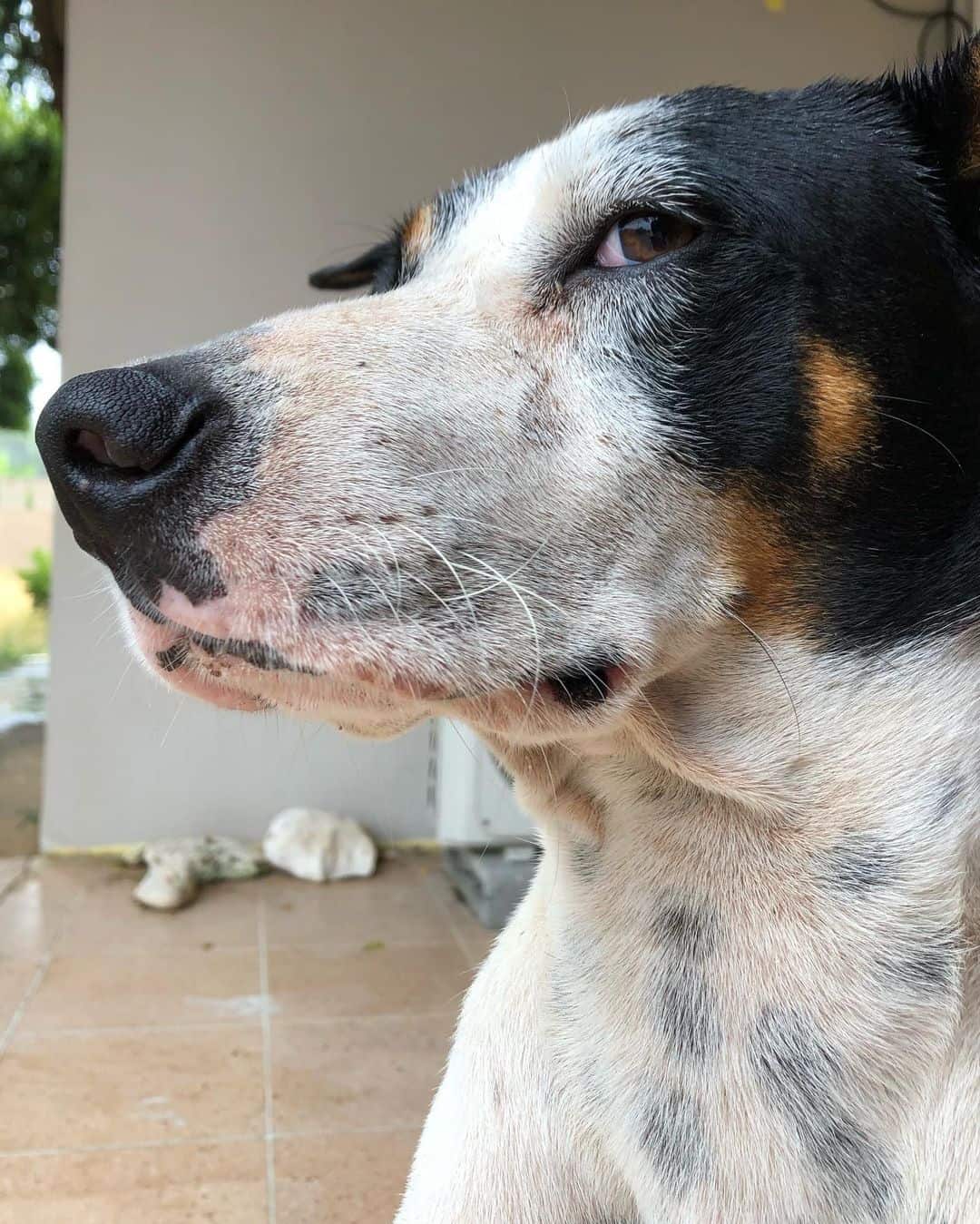 perro con actitud mirando de lado