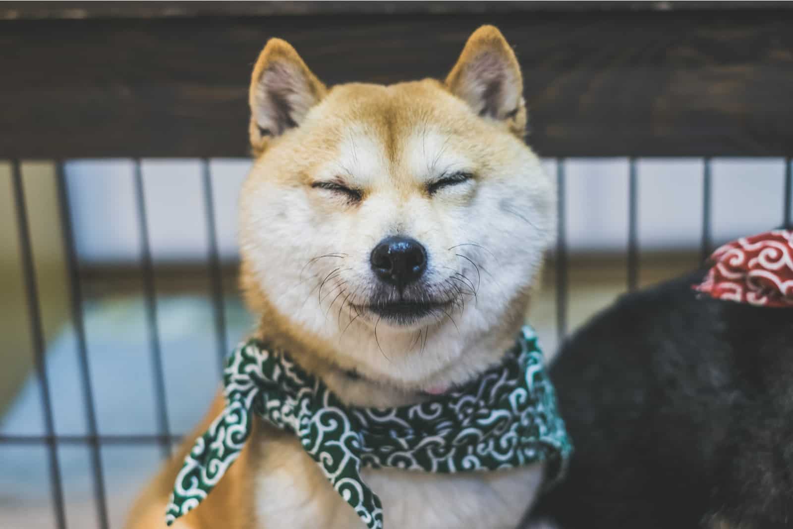 mame shiba inu con actitud mirando a la cámara