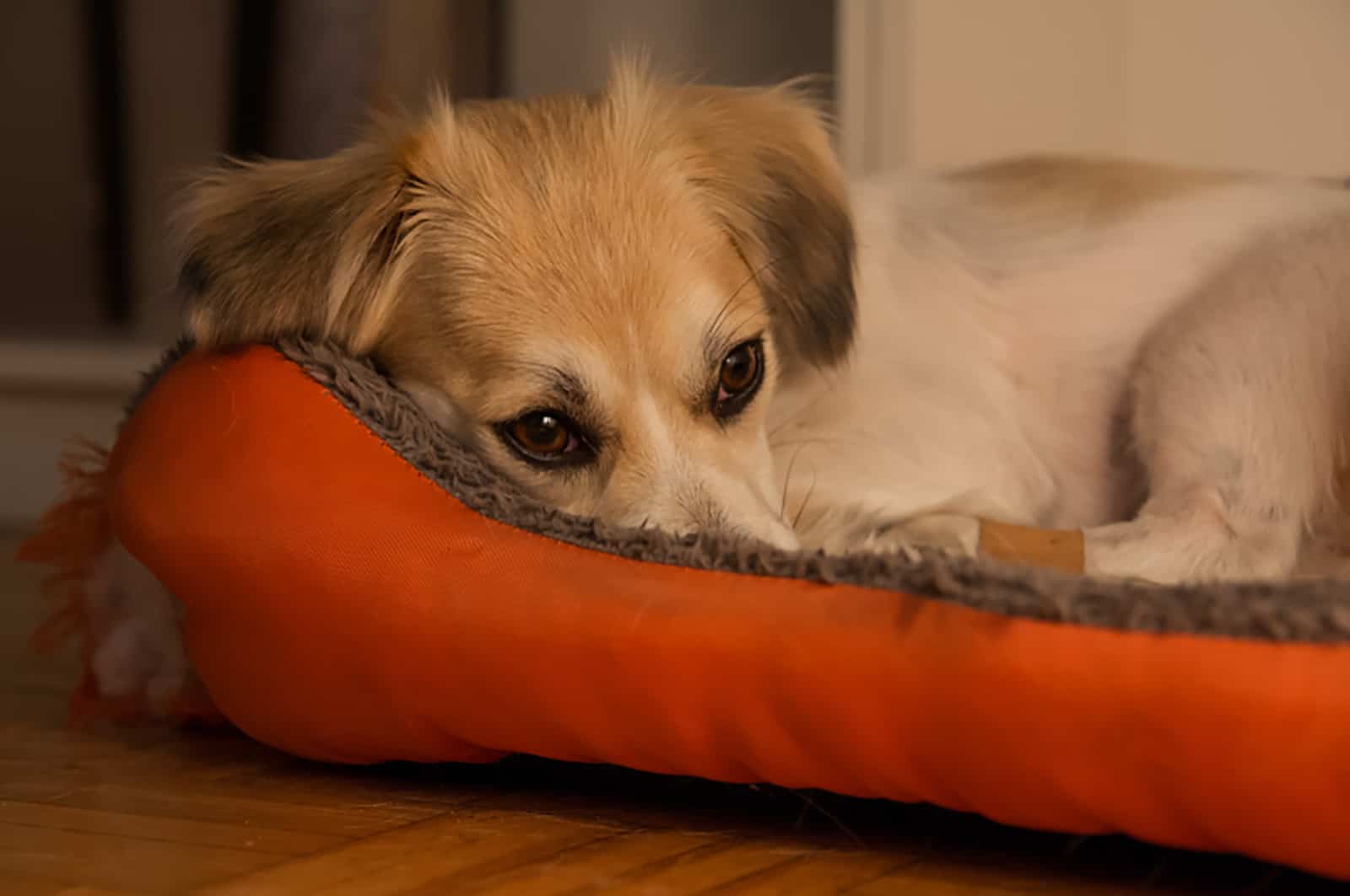 pequeño perro asustado acostado en su cama