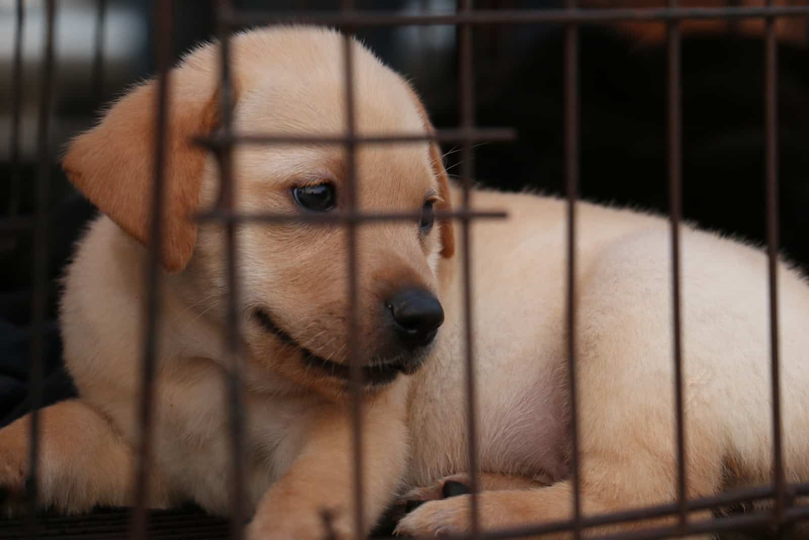 cachorro asustado en una jaula