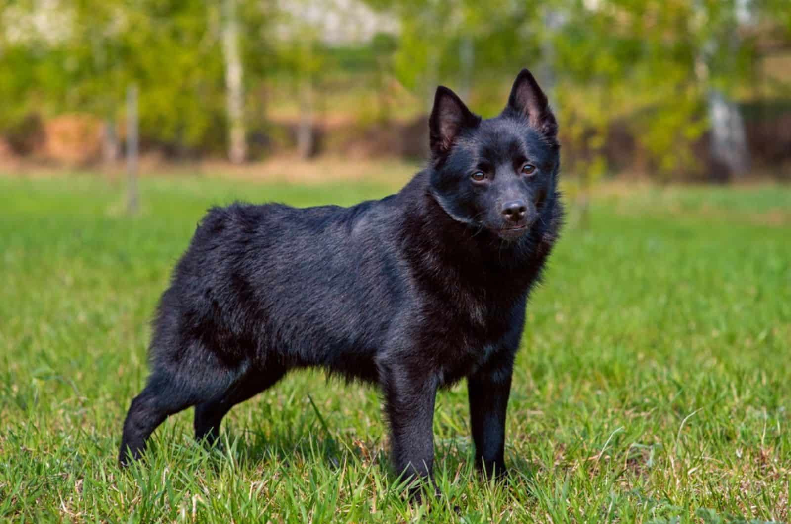 perro schipperke en el parque