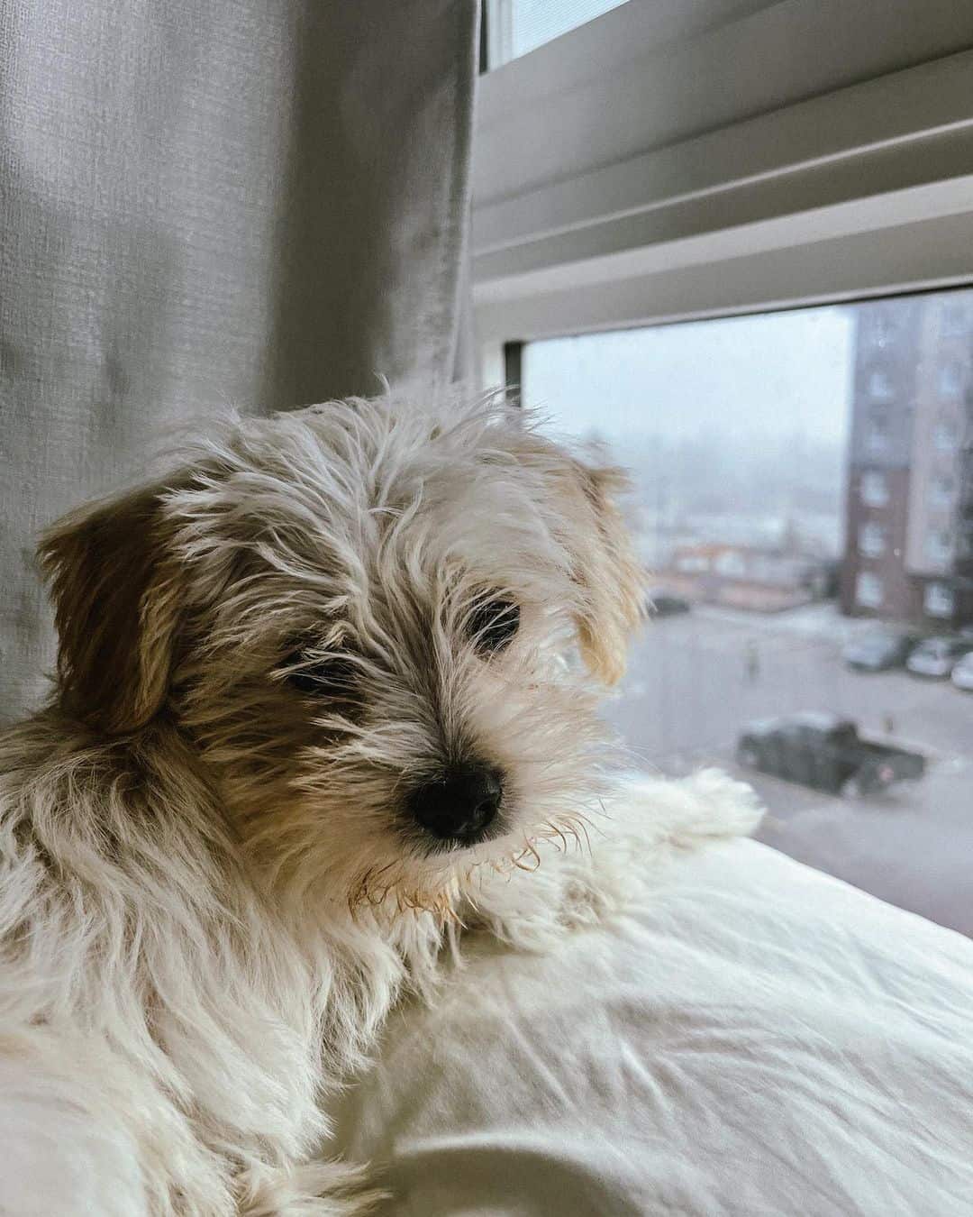 cachorro de schnoodle
