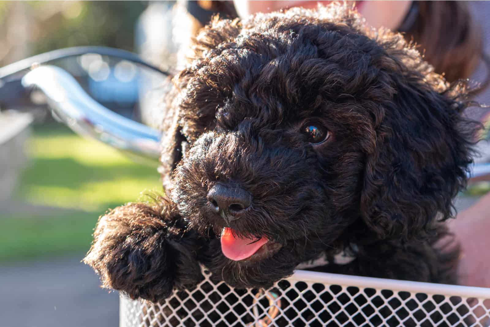 cachorro de schnoodle