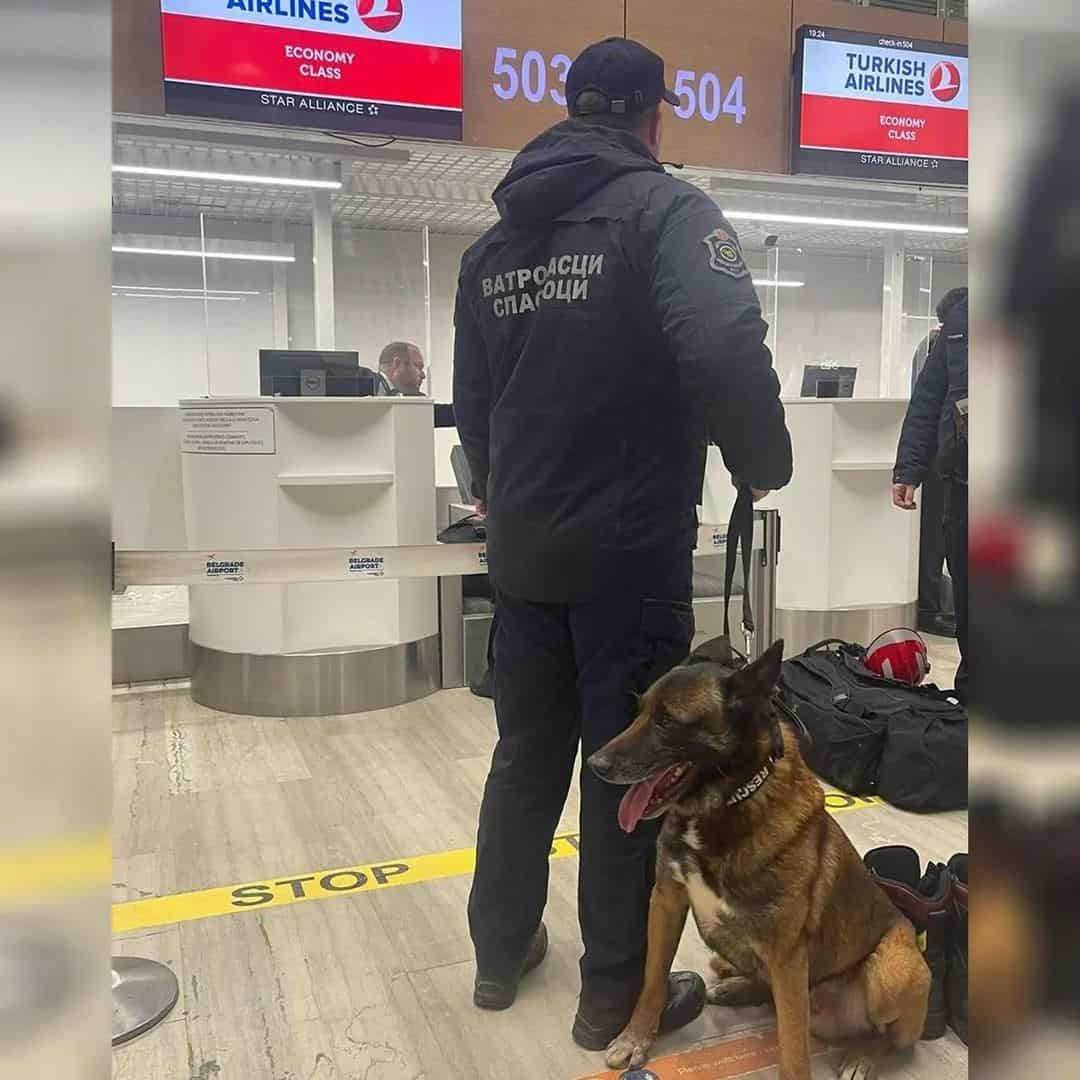 perro de búsqueda y rescate Zigi de Serbia