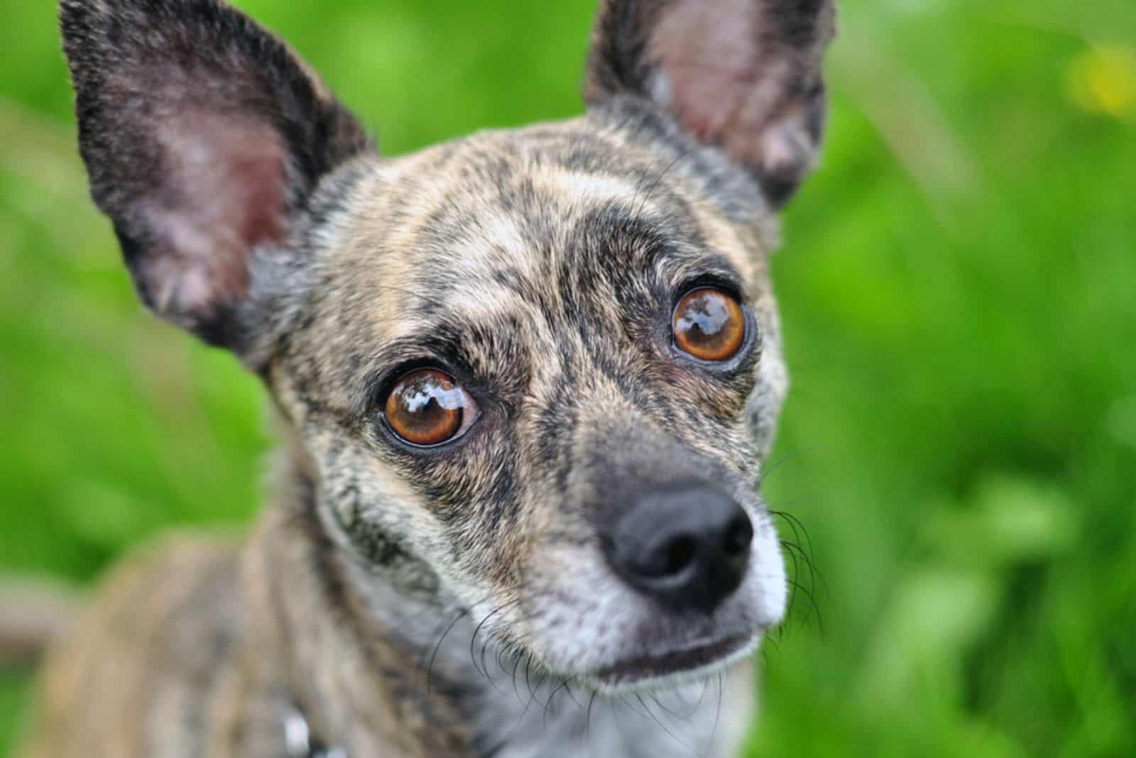 perro atigrado mayor con orejas desproporcionadamente grandes