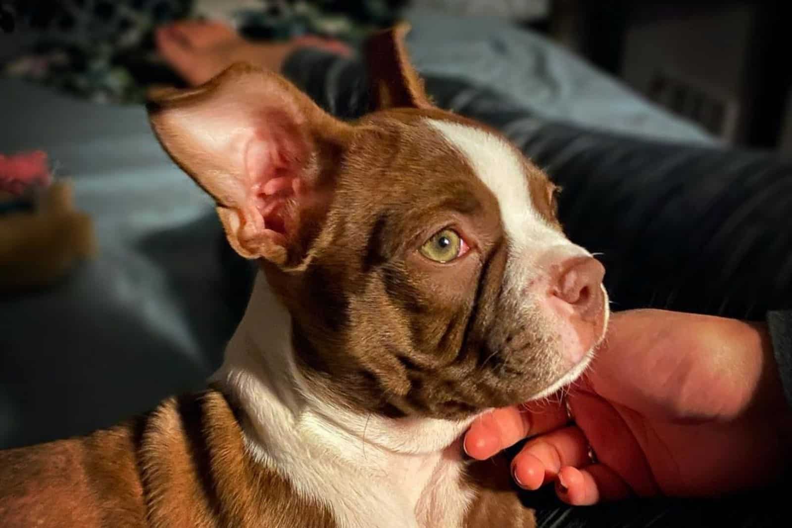 boston terrier rojo serio