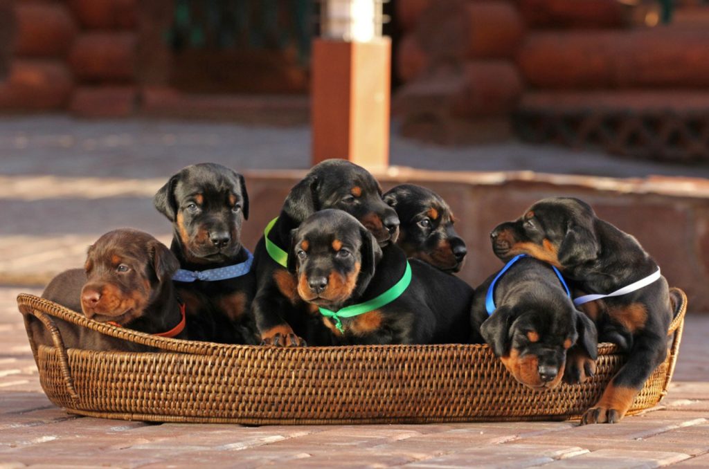 siete cachorros de doberman sentados en la canasta