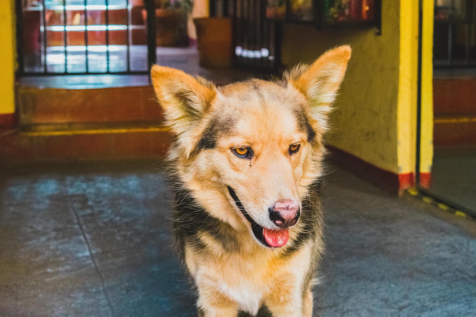 perro shalaika de pie junto a la entrada