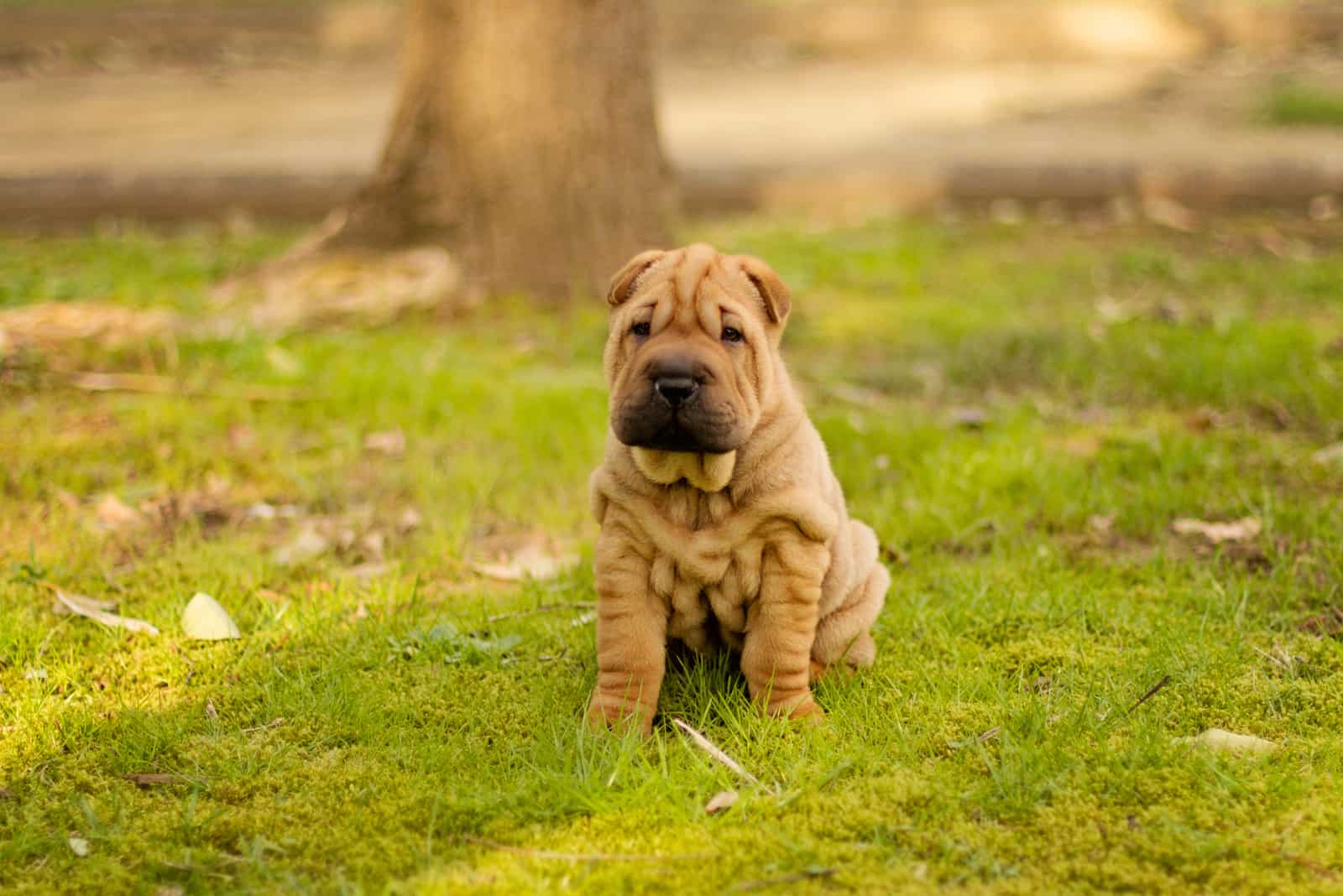 cachorro de perro shar pei sentado en la hierba
