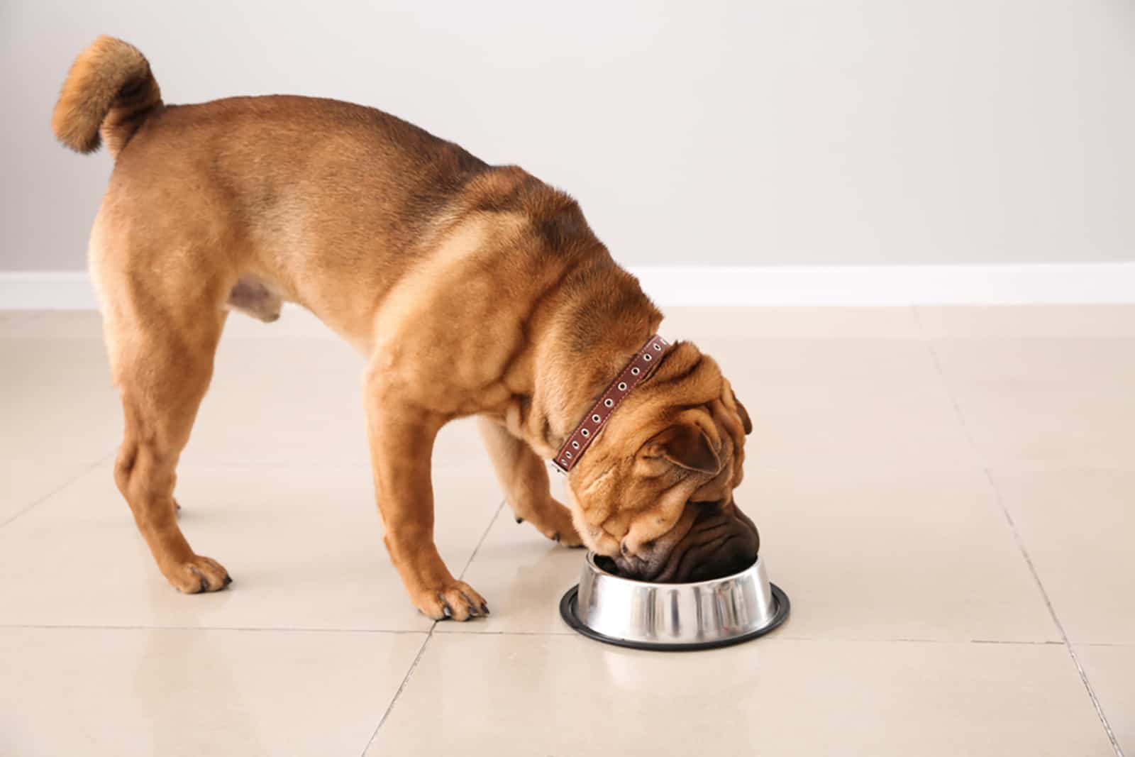 shar pei comiendo de un plato
