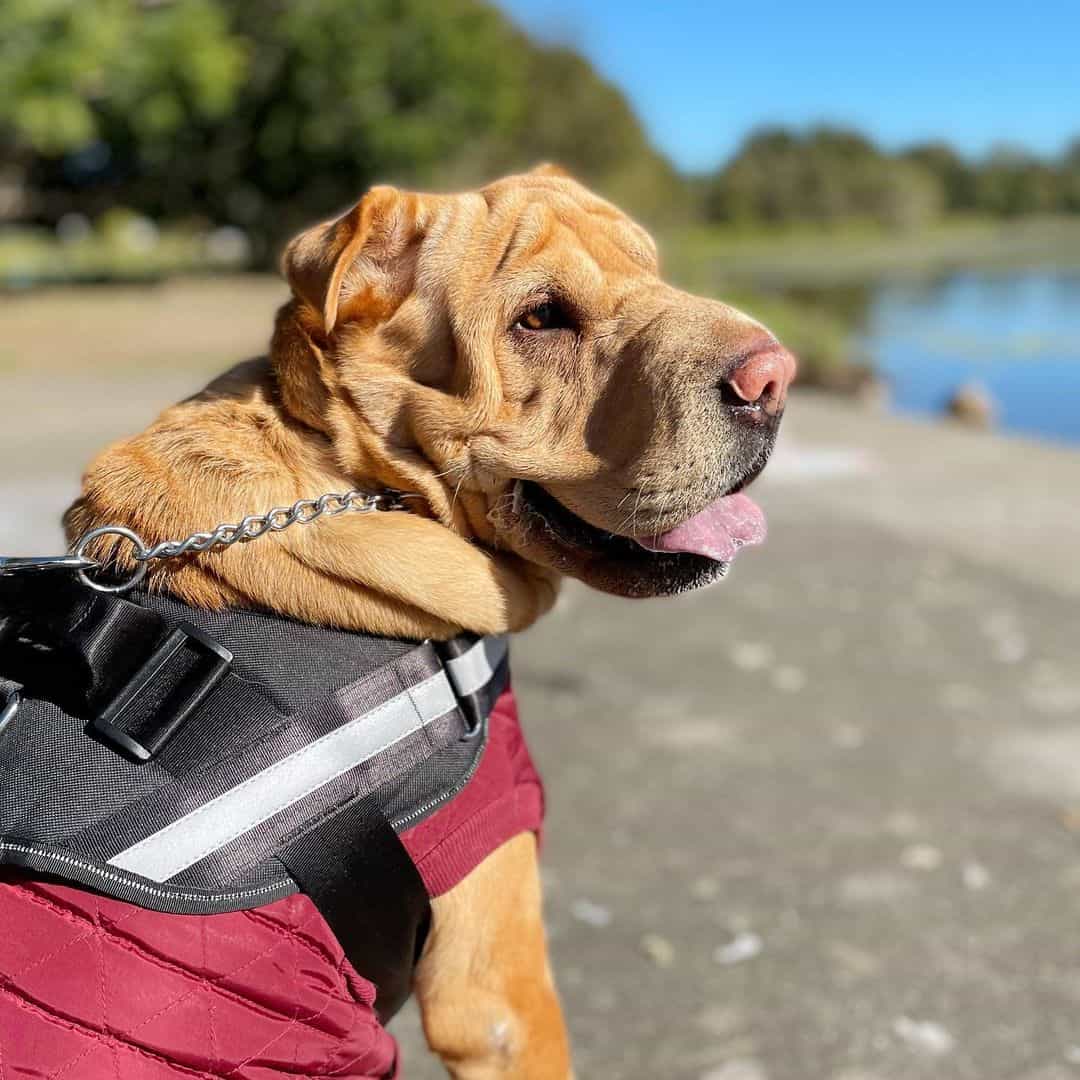 mezcla de shar pei y pastor alemán usando un arnés