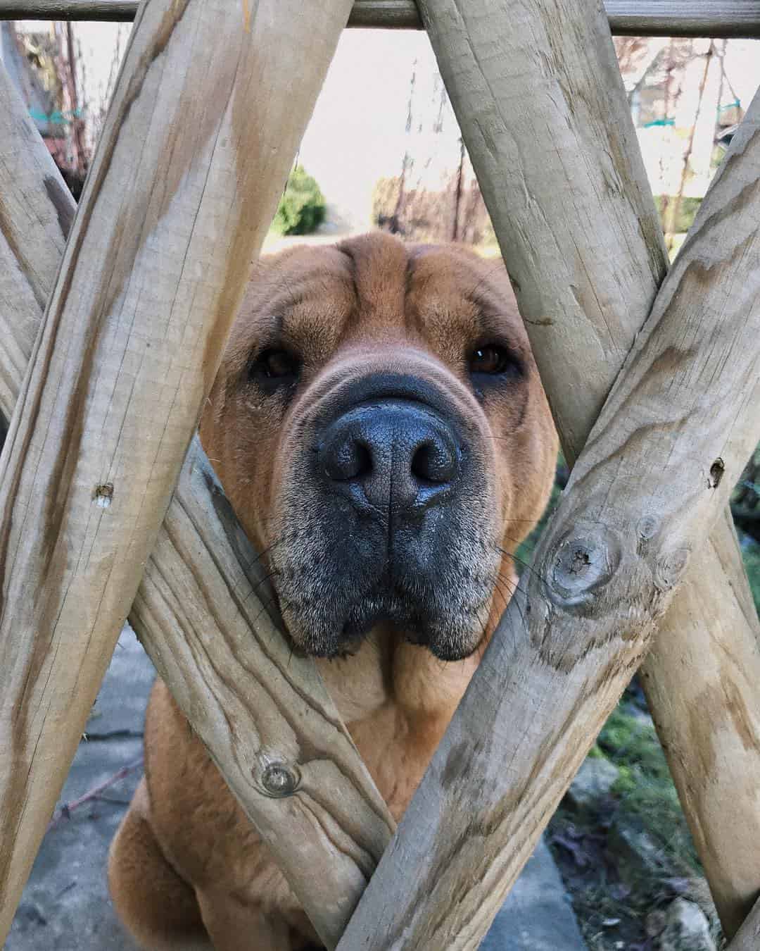 cruce de shar pei y pastor alemán