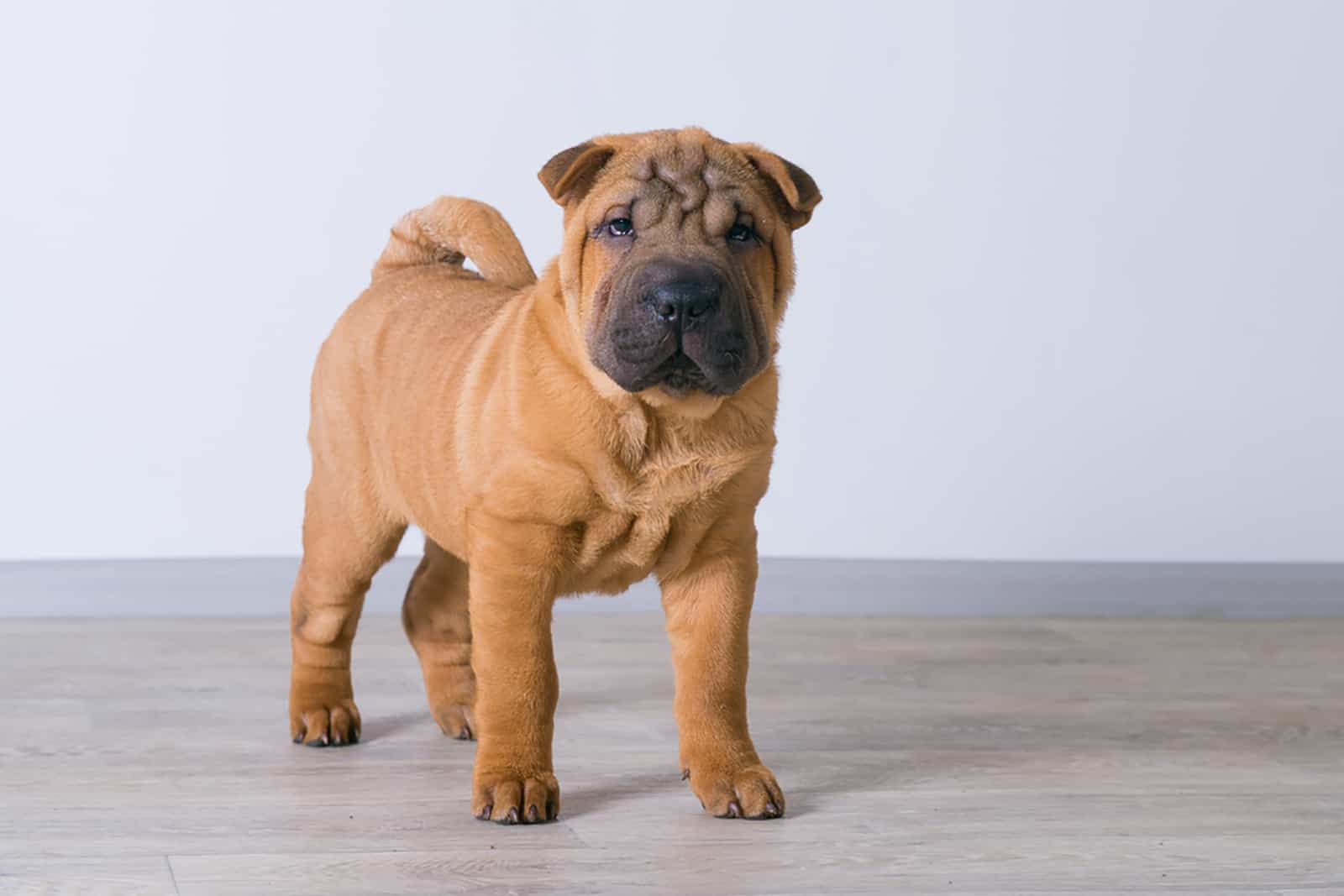 cachorro de shar pei de pie en interiores