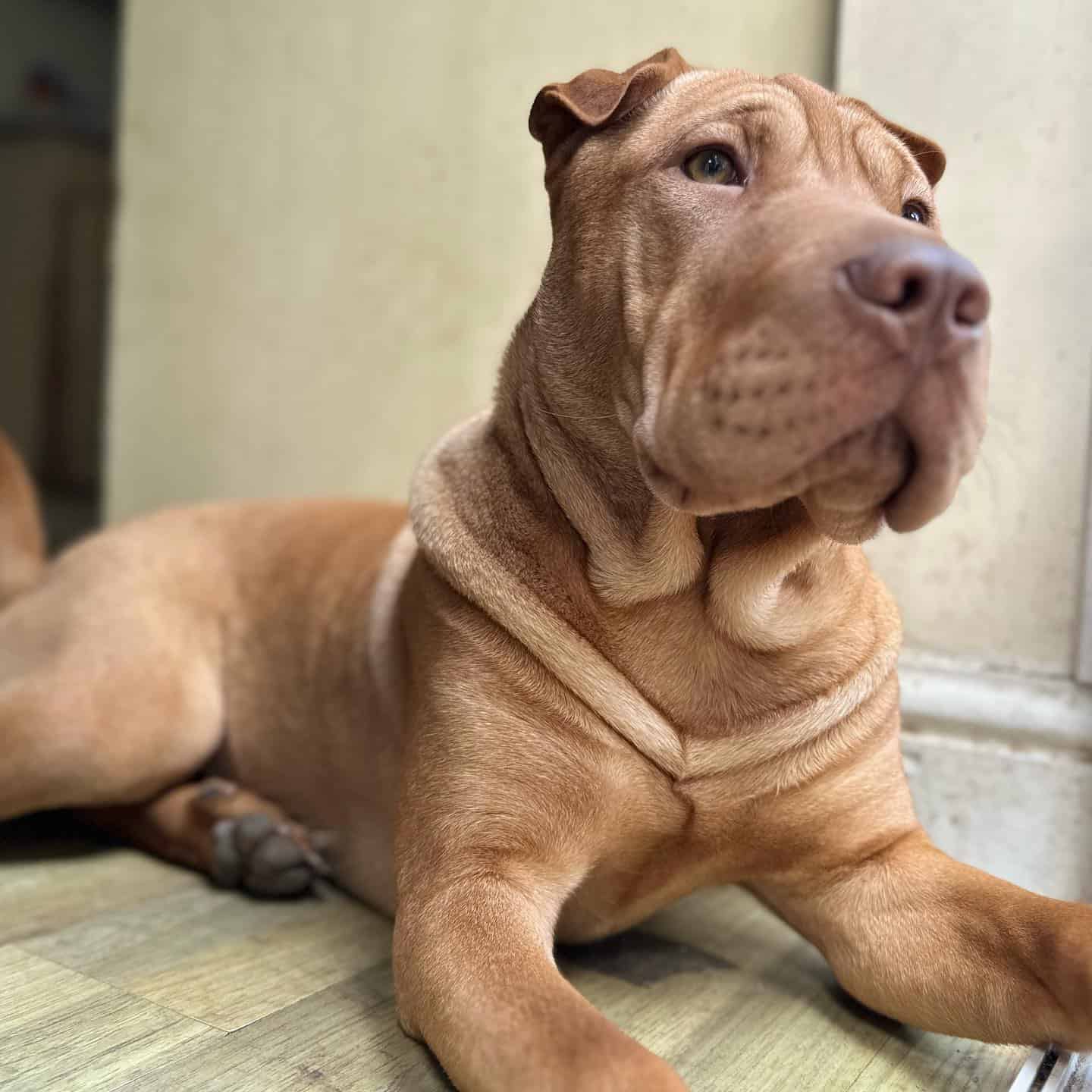 sharpull terrier acostado