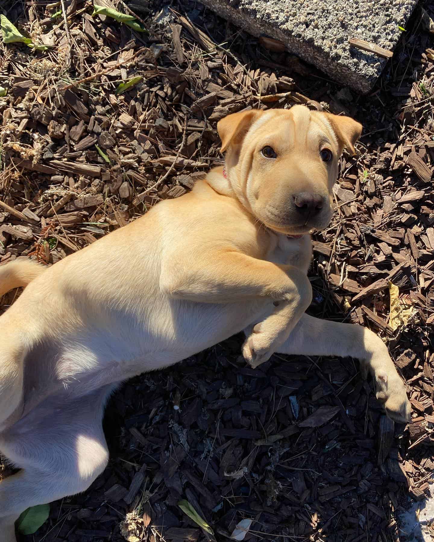 cachorro sharpull terrier acostado boca arriba