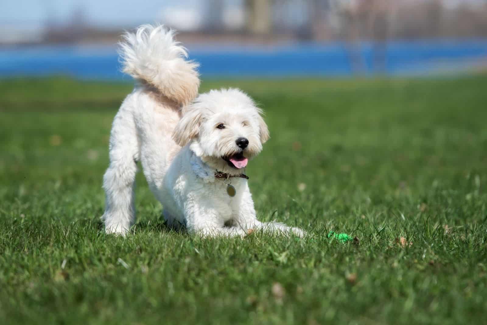 goldendoodle afeitado jugando al aire libre