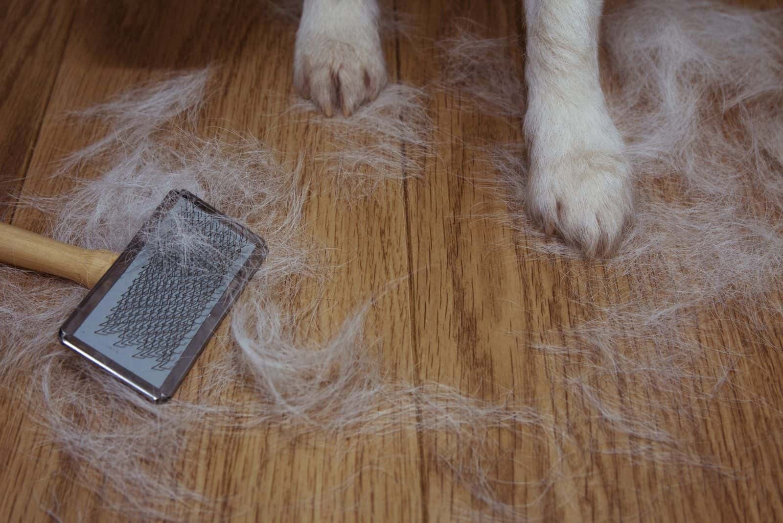 pelo de perro desprendido con un cepillo y patas del perro en el suelo