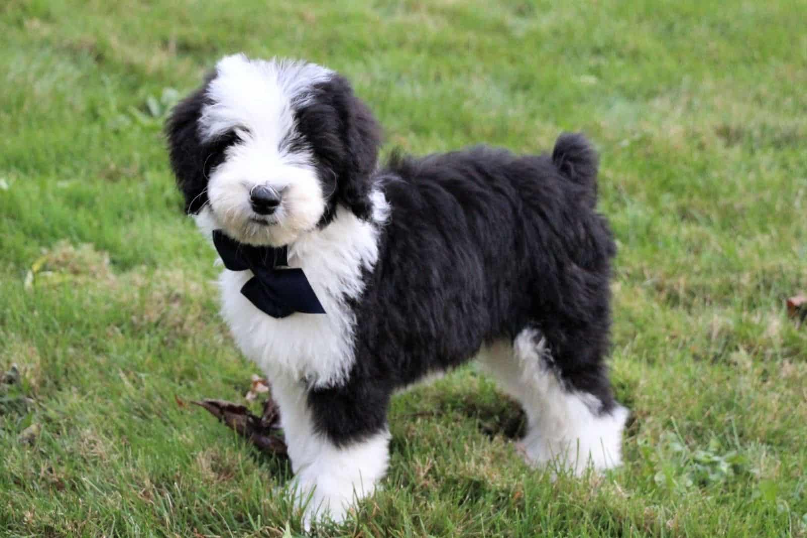 cachorro de sheepadoodle en el jardín