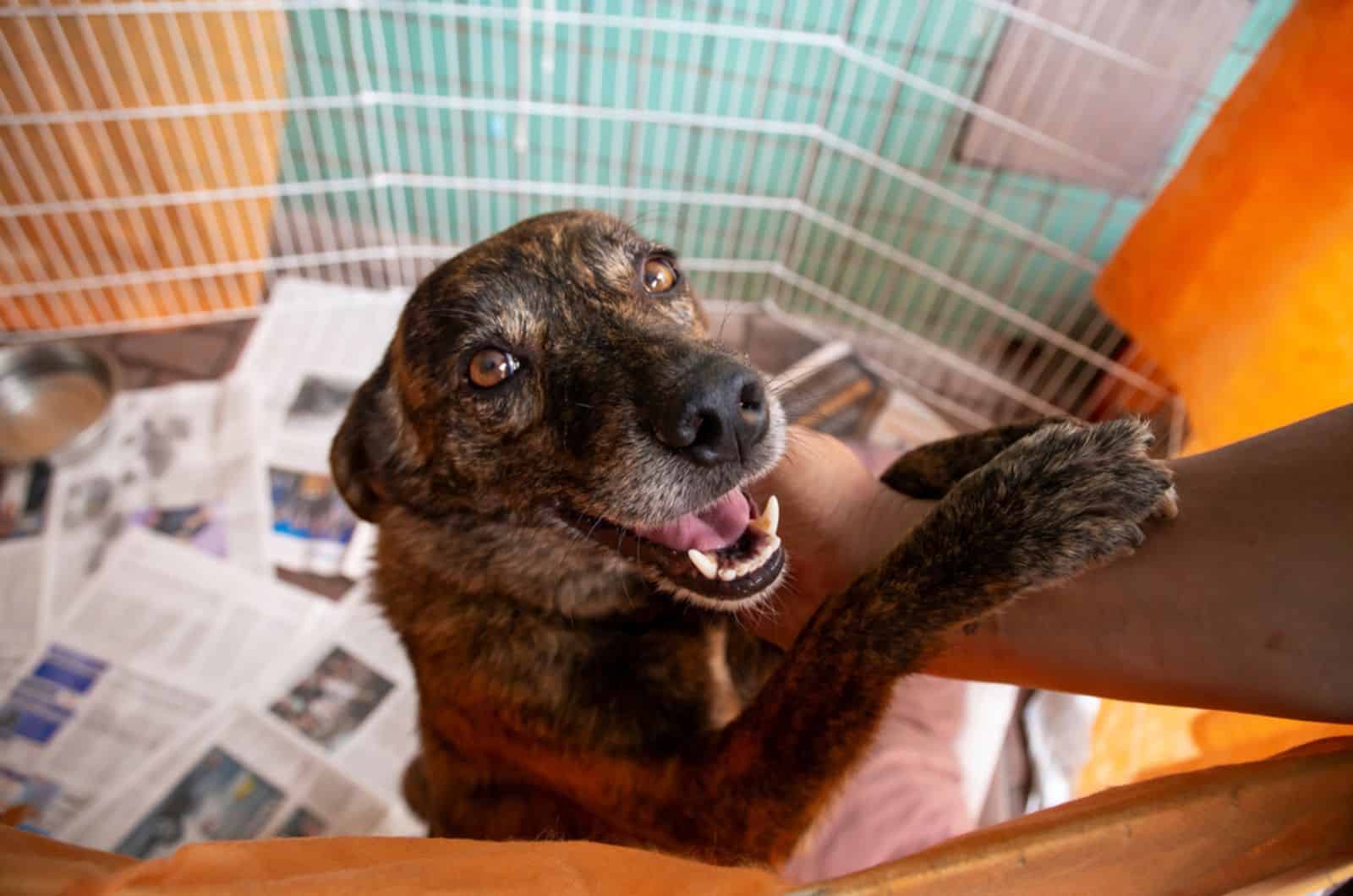 perro de refugio pidiendo atención en una feria de adopción