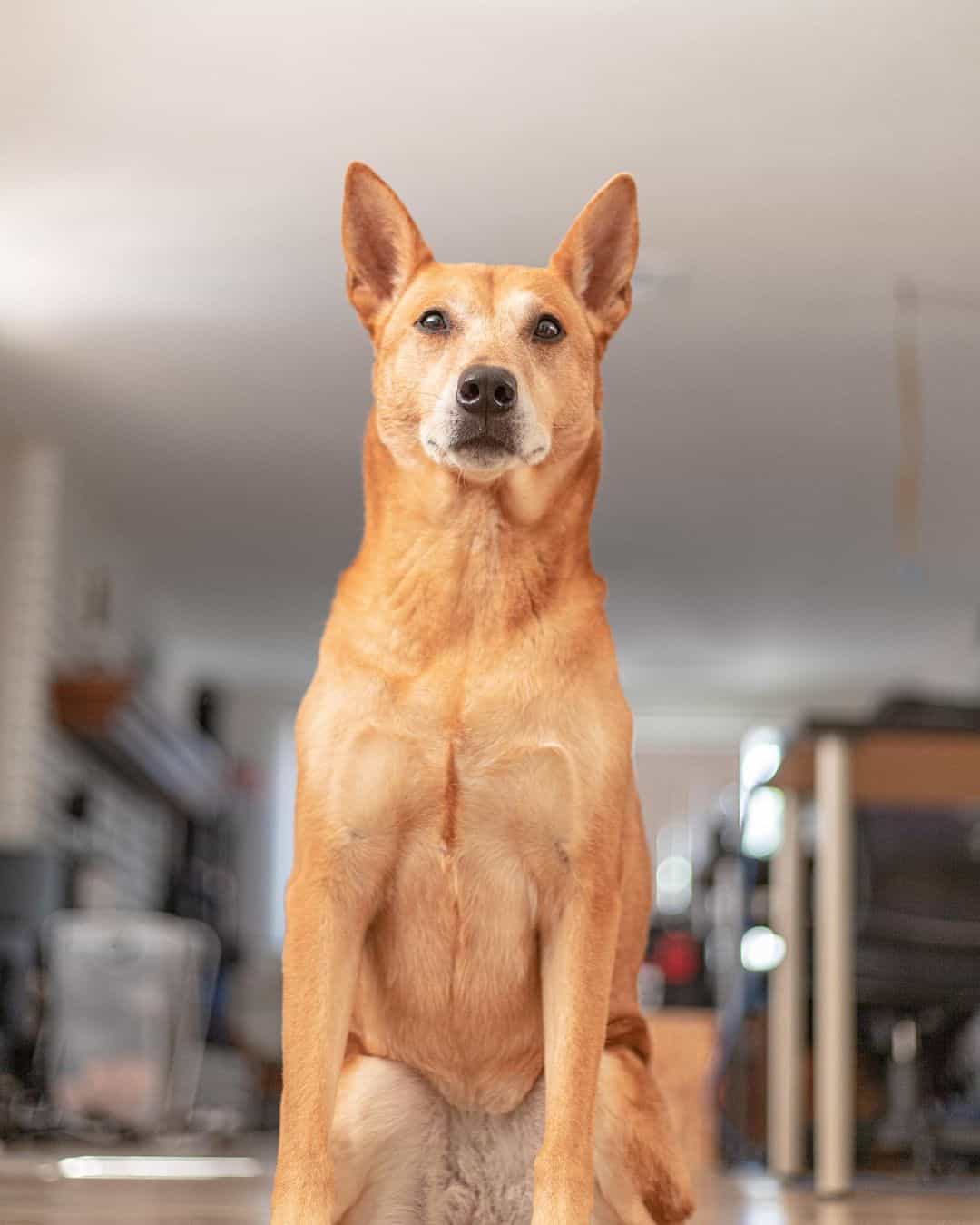 Shepherd inu