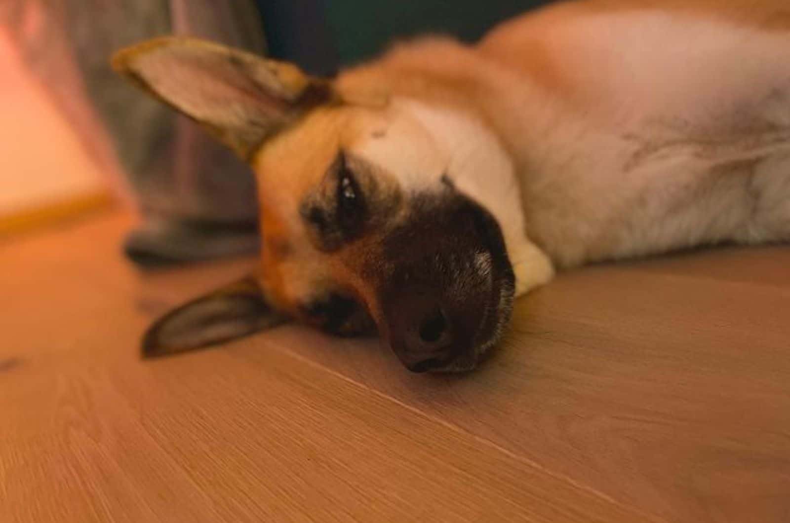 perro shepkita acostado en el suelo