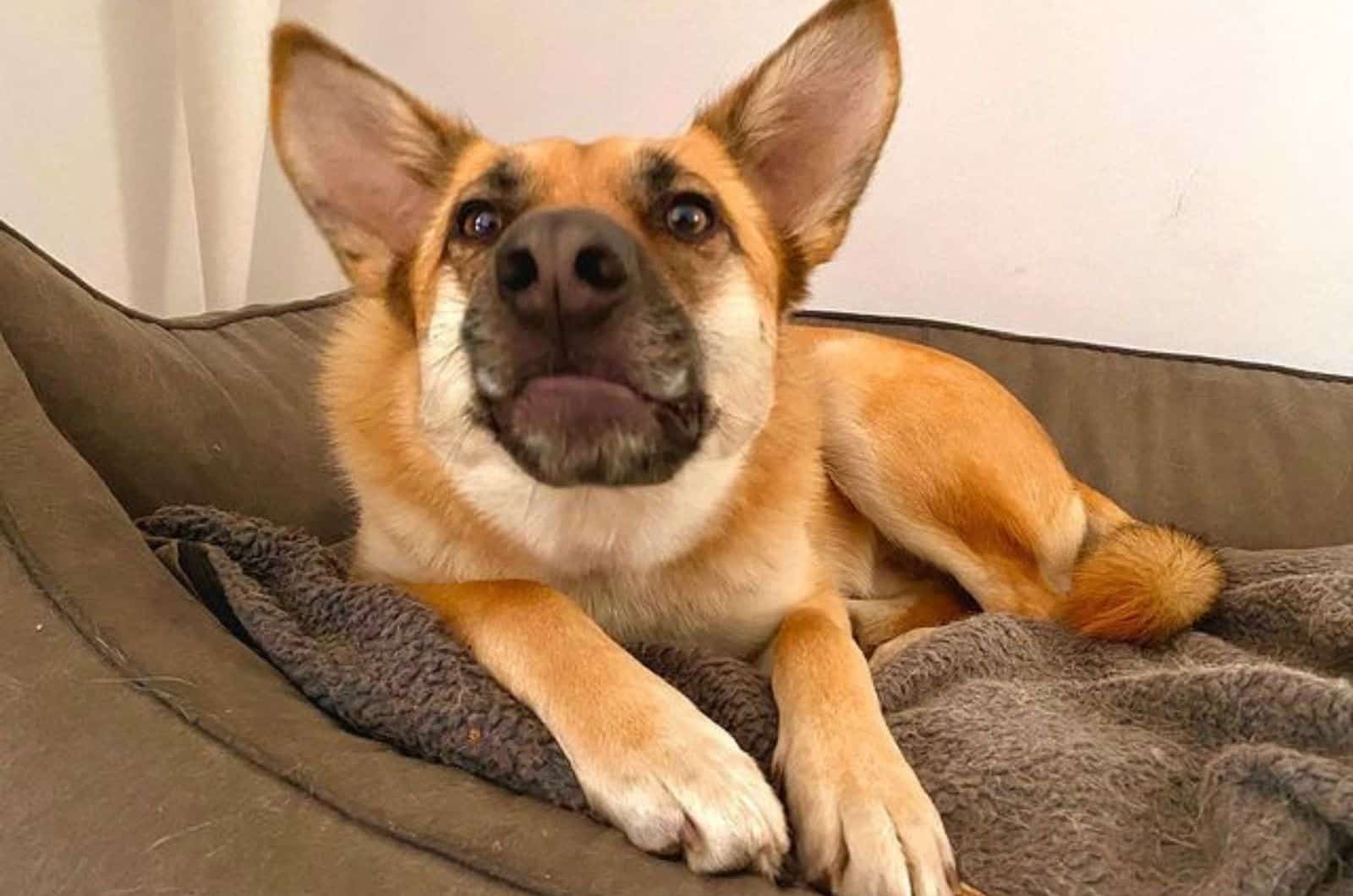 perro shepkita acostado en su cama en interiores