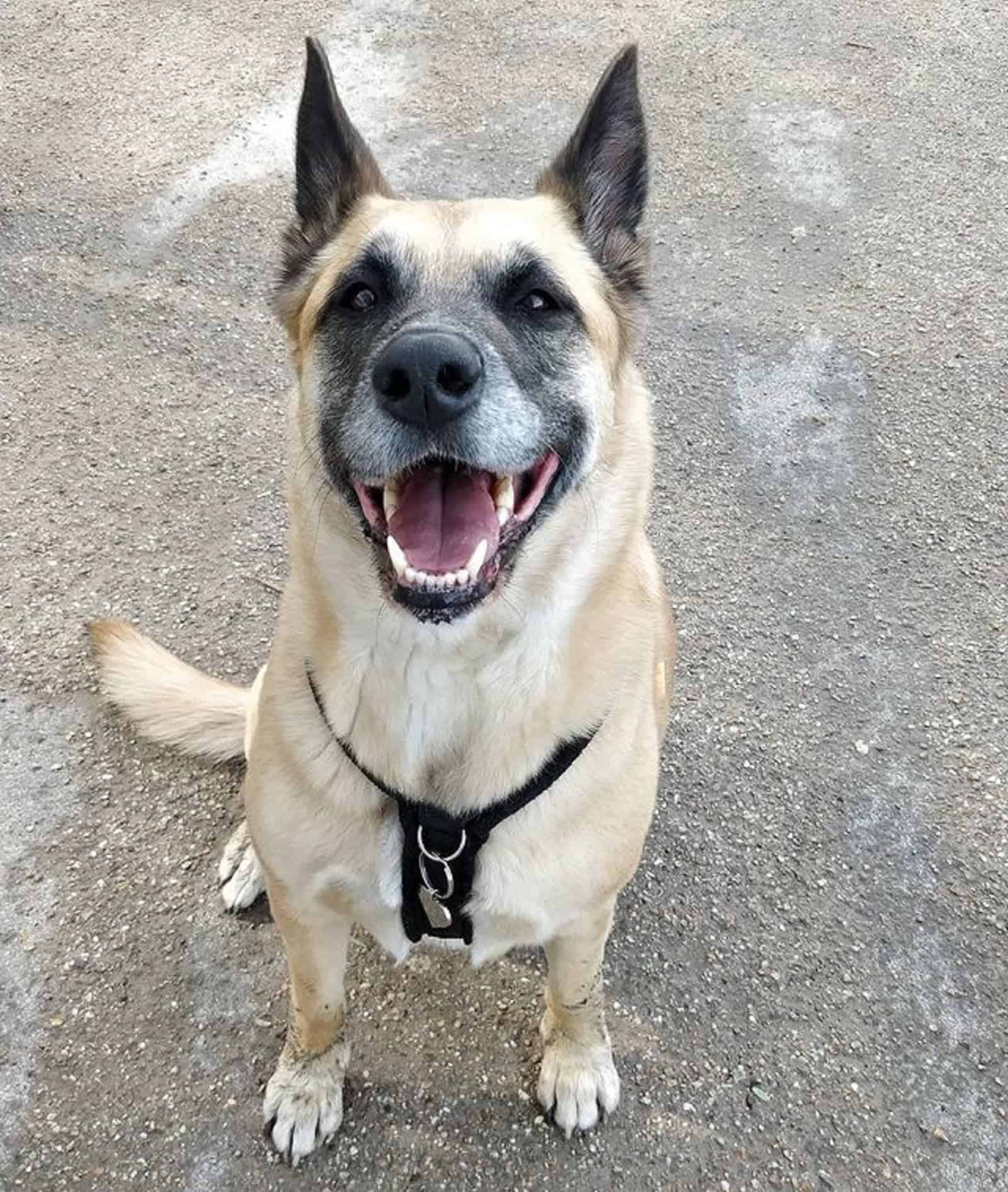 perro shepkita mirando a la cámara