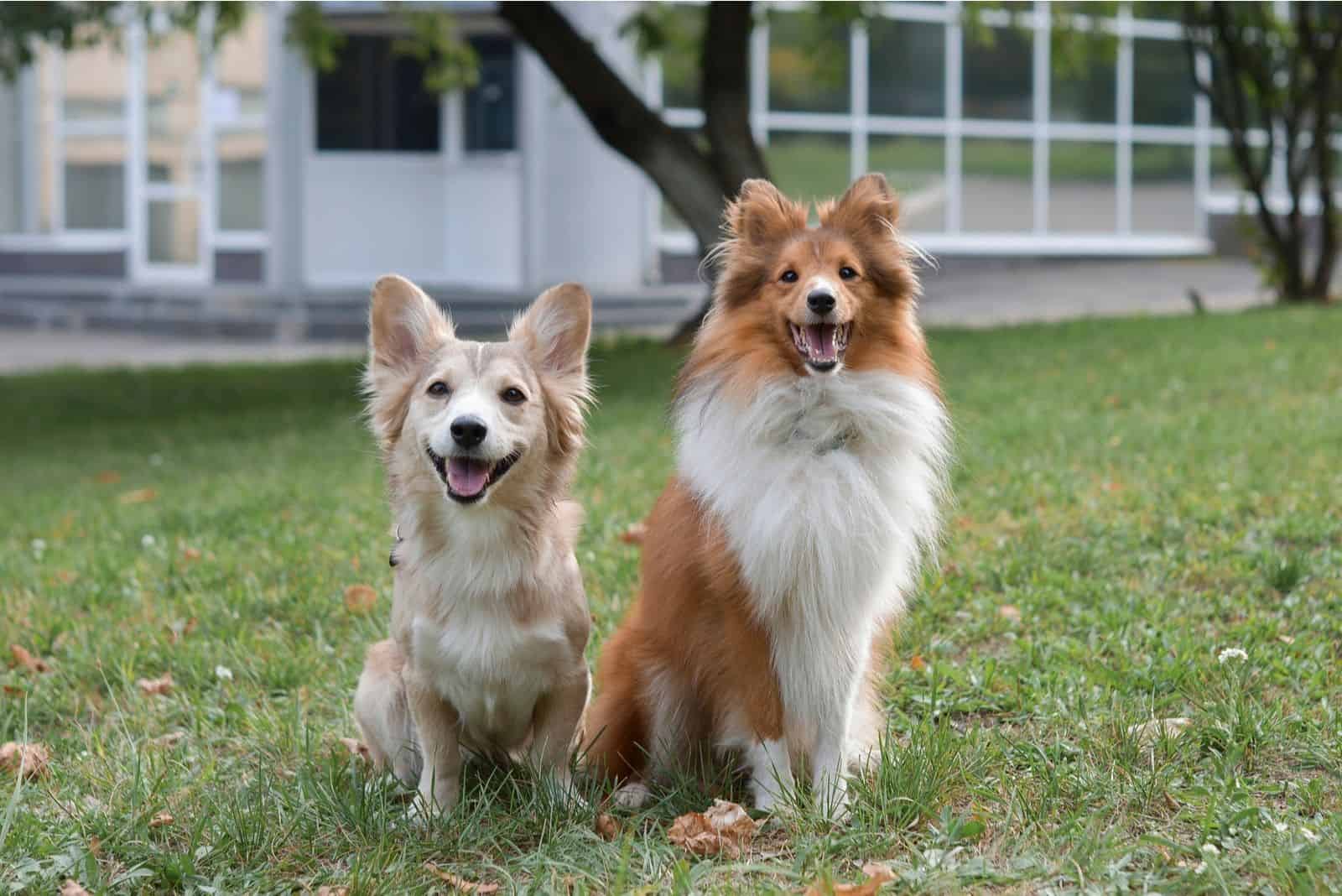 Perro mezcla de shetland sheepdog al aire libre