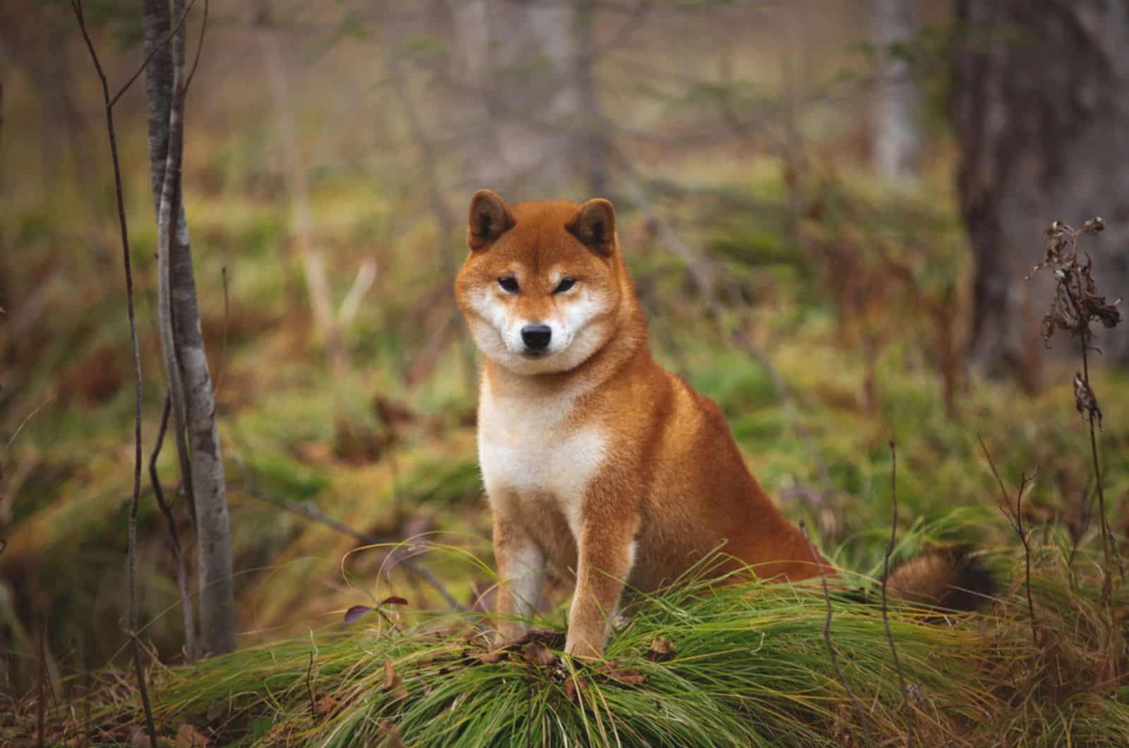 perro shiba inu en el bosque