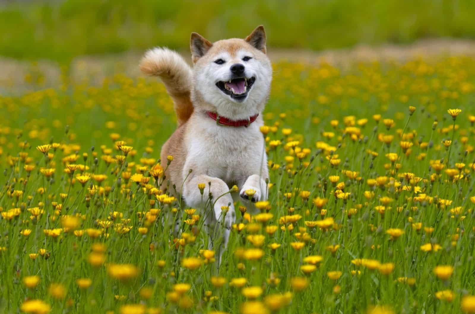 shiba inu corriendo en un prado