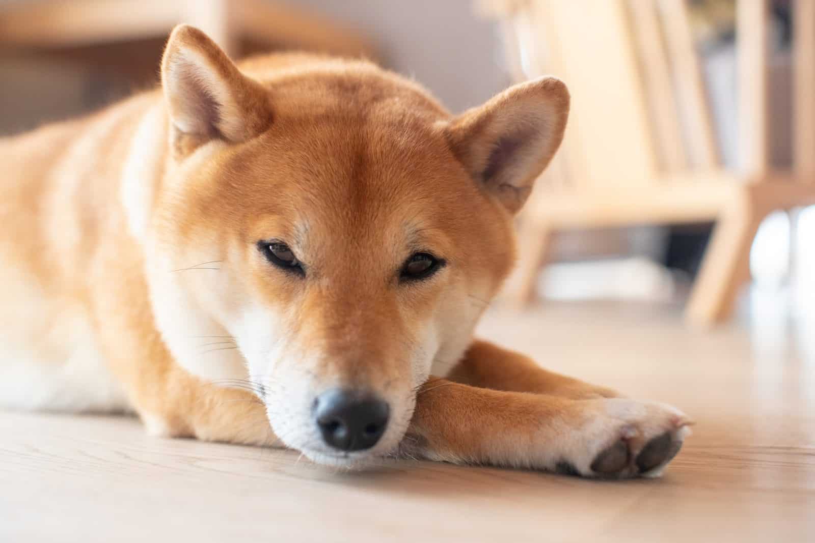 perro shiba inu