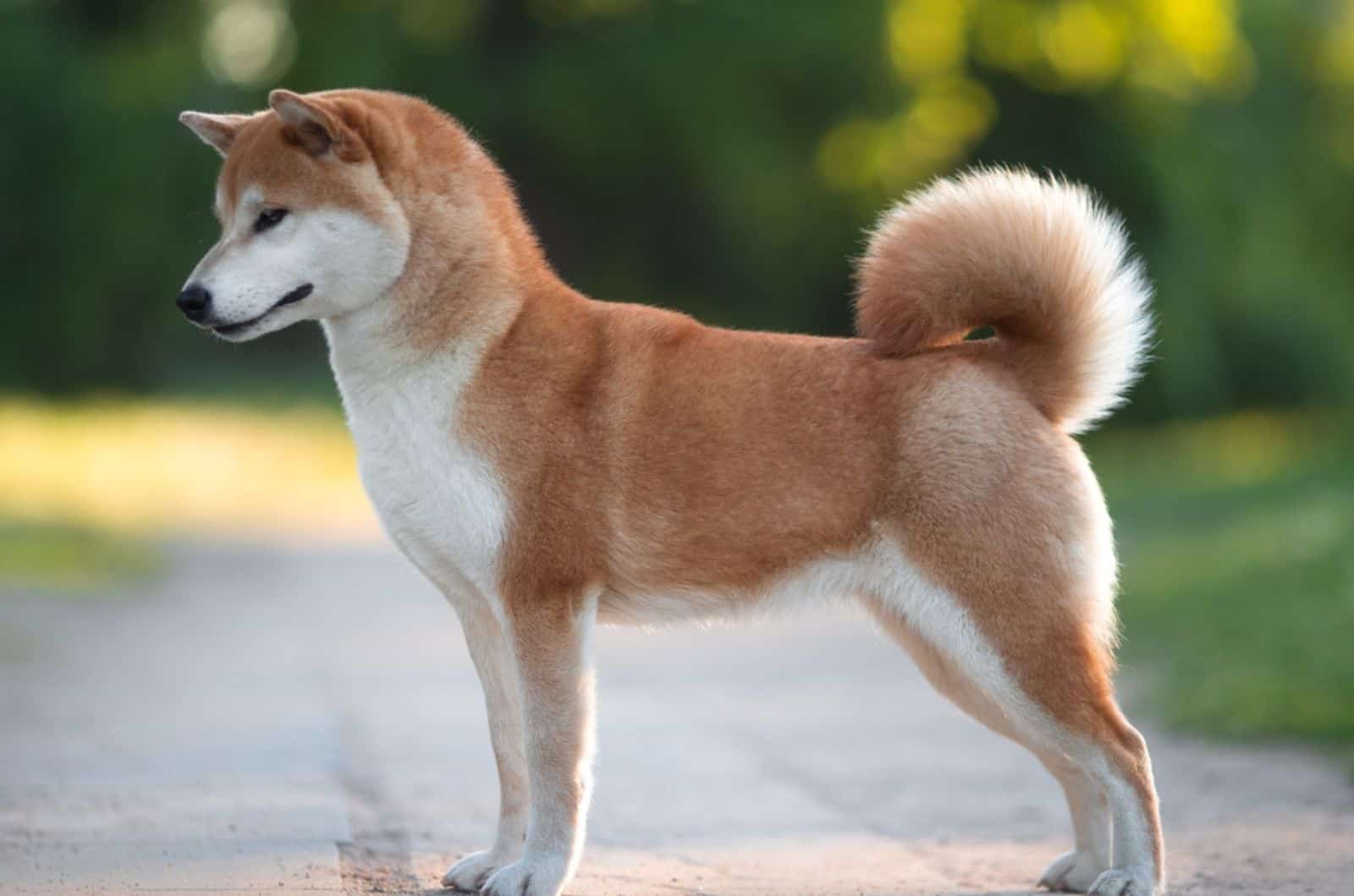 perro shiba inu de pie en la carretera