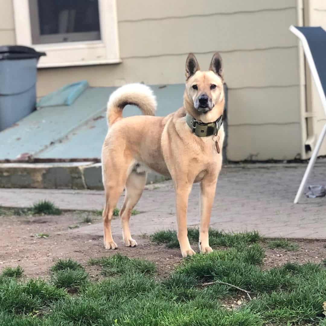 Mezcla de Shiba Inu pastor alemán