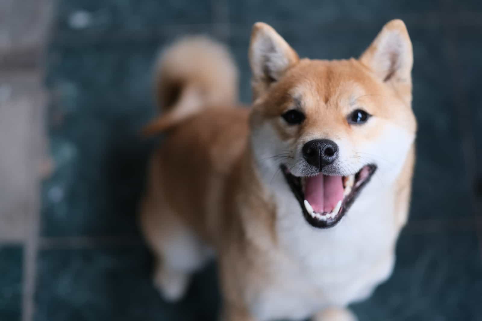 shiba inu mirando hacia arriba