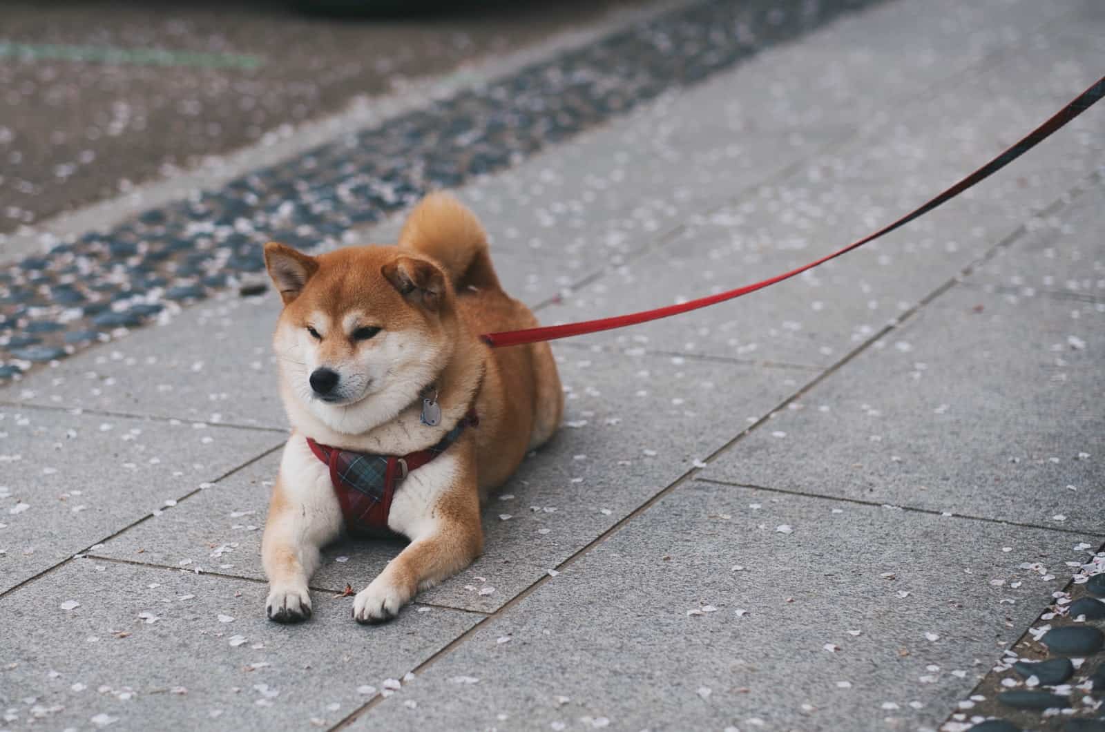 shiba inu con una correa