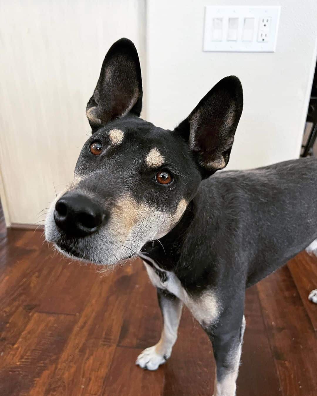 perro mezcla de shiba inu y pitbull