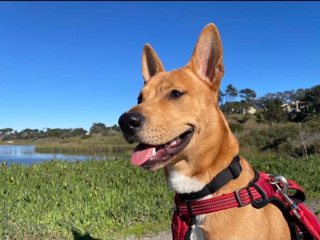 cruce de shiba inu y pitbull, conocido como shipit