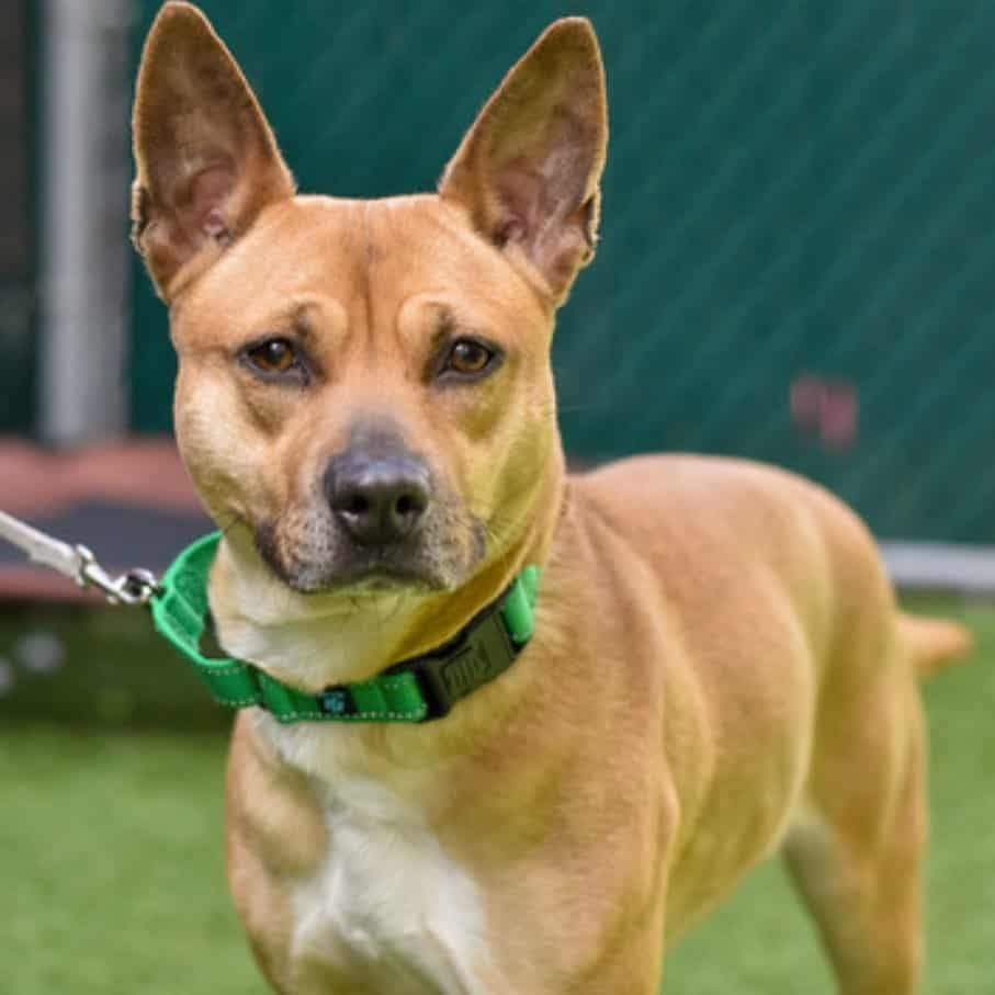retrato de shiba inu pitbull mix